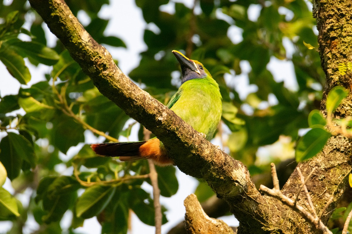 Northern Emerald-Toucanet - ML638371593