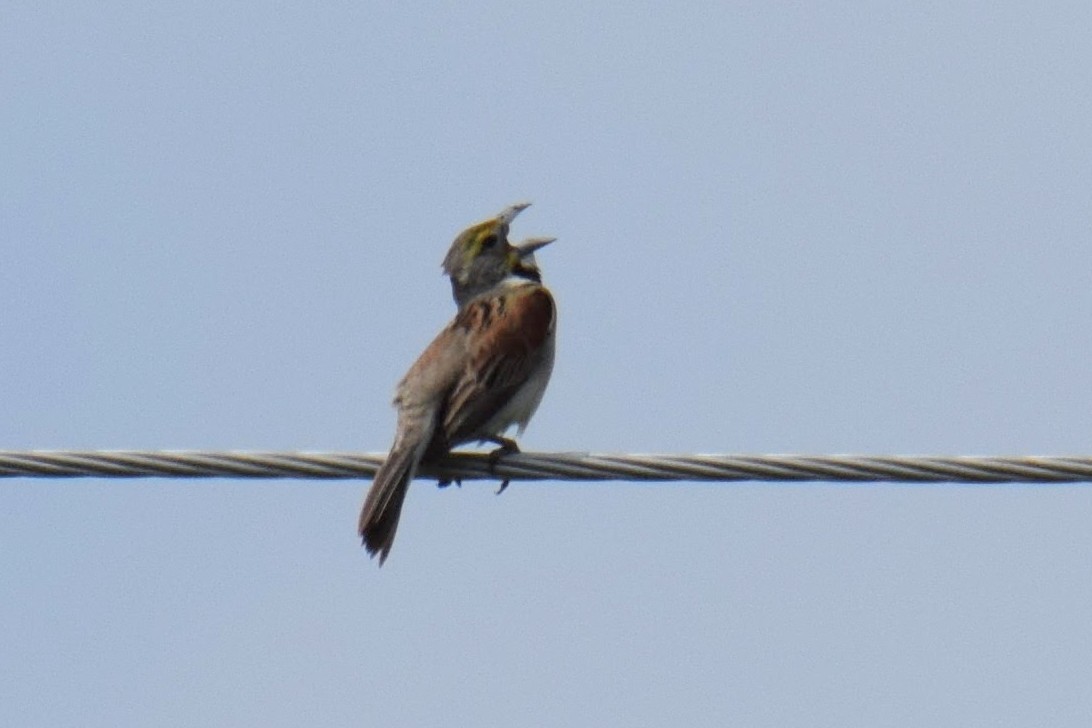 Dickcissel - ML638371599