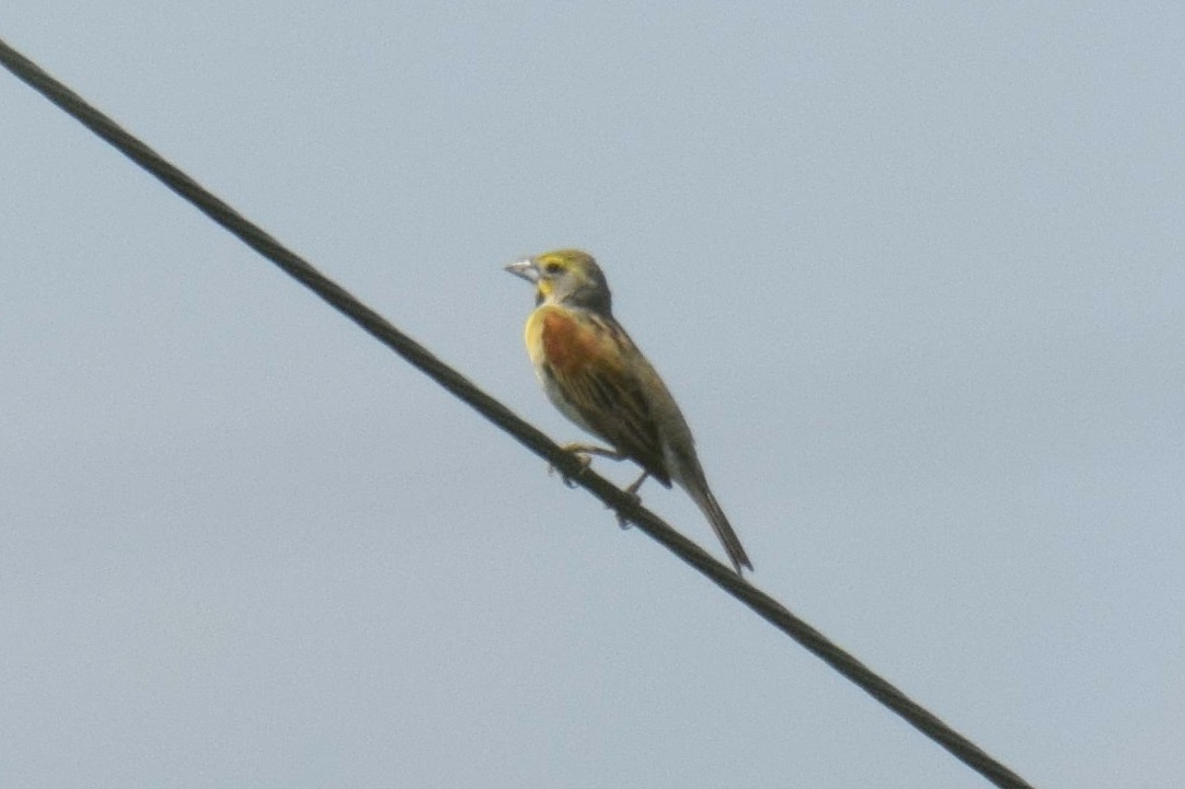 Dickcissel - ML638371600