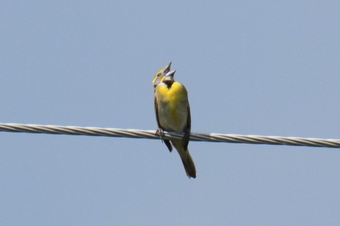Dickcissel - ML638371601