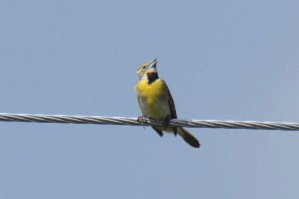 Dickcissel - ML638371602