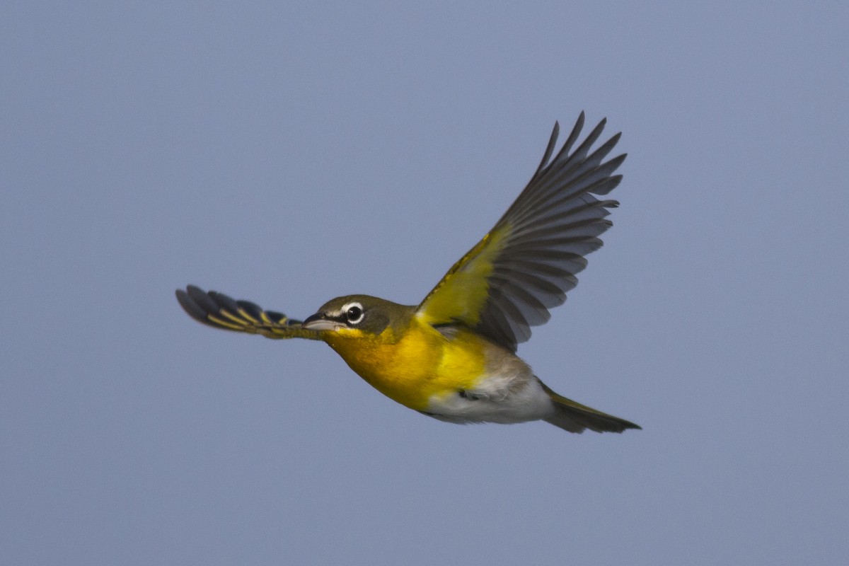 Yellow-breasted Chat - Samuel Paul Galick