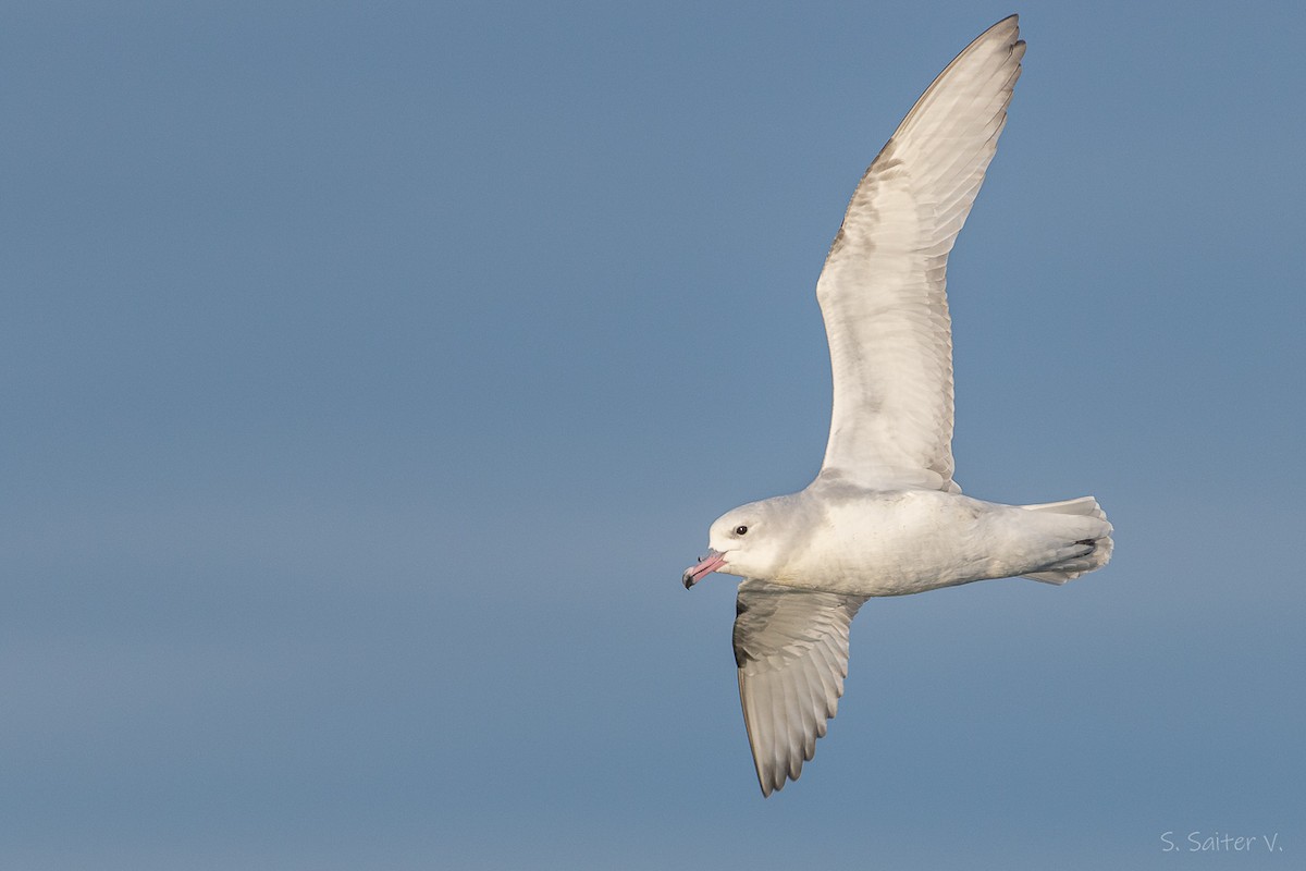 Southern Fulmar - ML638371614