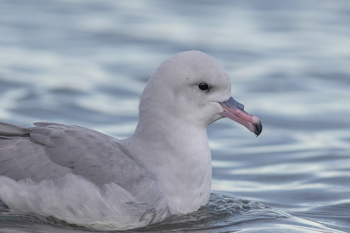 Southern Fulmar - ML638371615