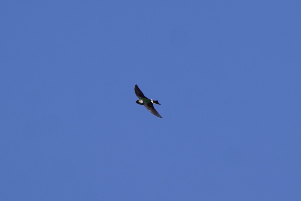 Violet-green Swallow - ML638371645