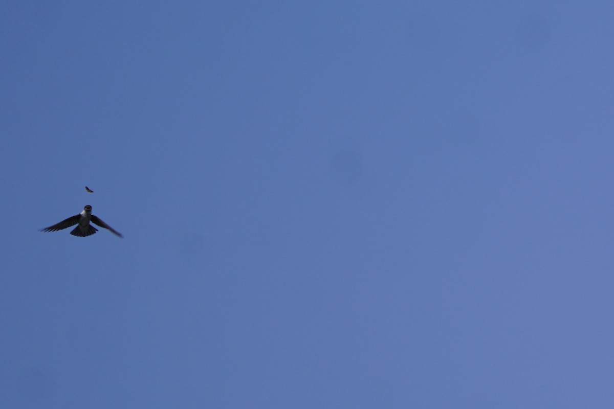 Violet-green Swallow - ML638371646