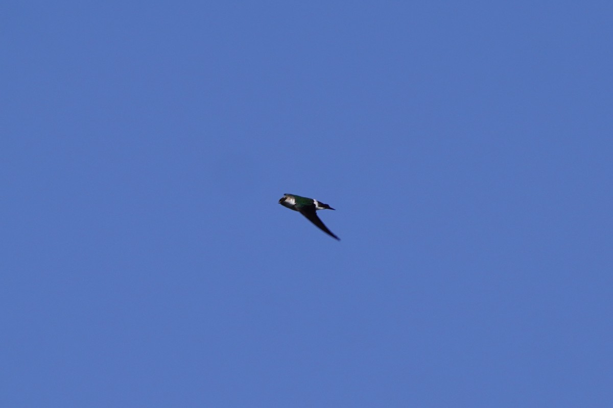 Violet-green Swallow - ML638371648