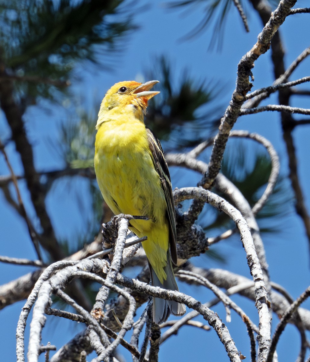 Western Tanager - ML638371656