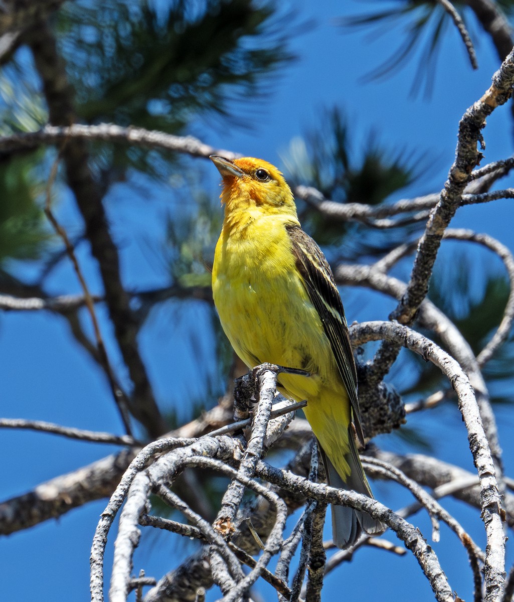 Western Tanager - ML638371657