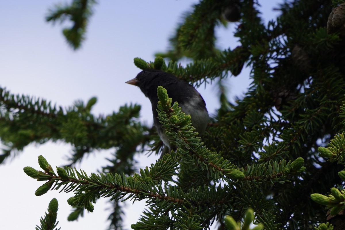 Dark-eyed Junco - ML638371666