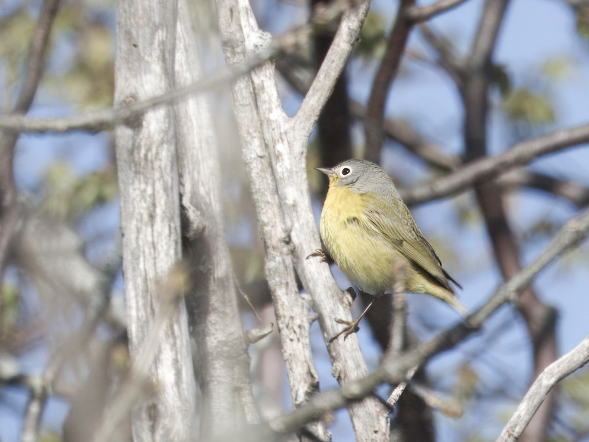 Nashville Warbler - ML638371667