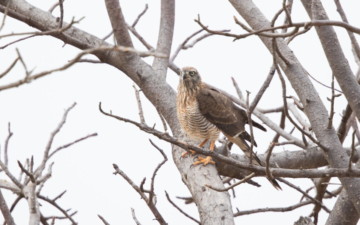 Gabar Goshawk - ML638371669