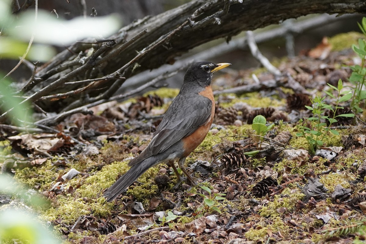American Robin - ML638371671