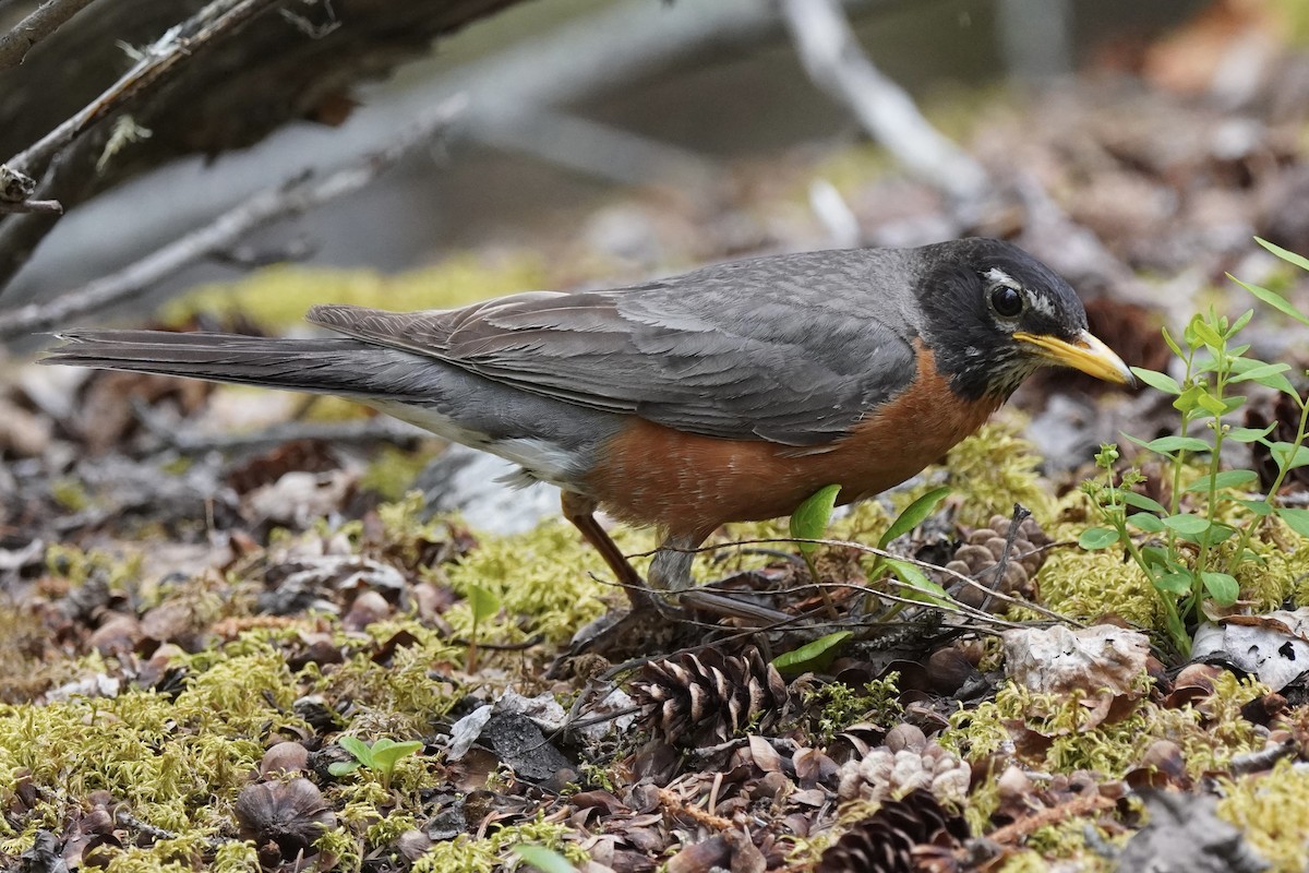 American Robin - ML638371672