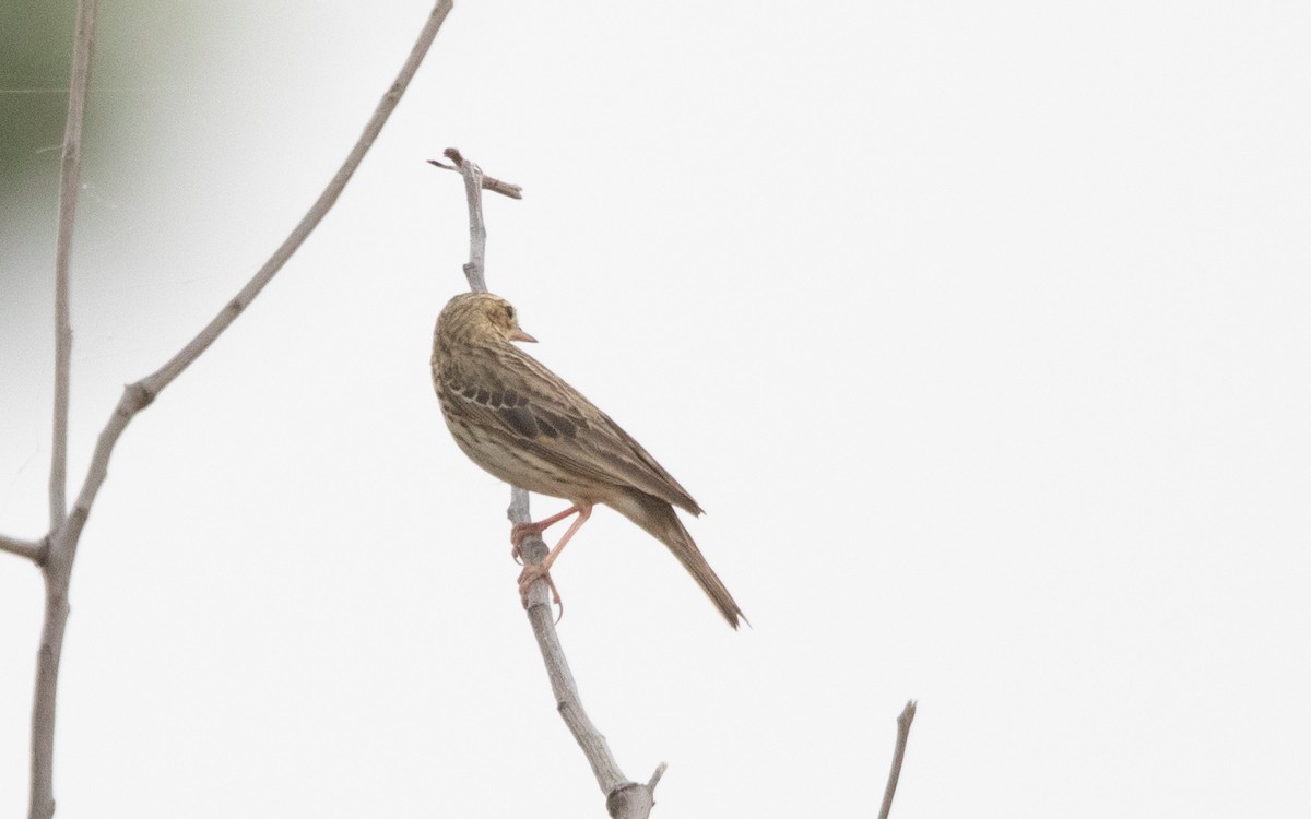 Tree Pipit - ML638371700