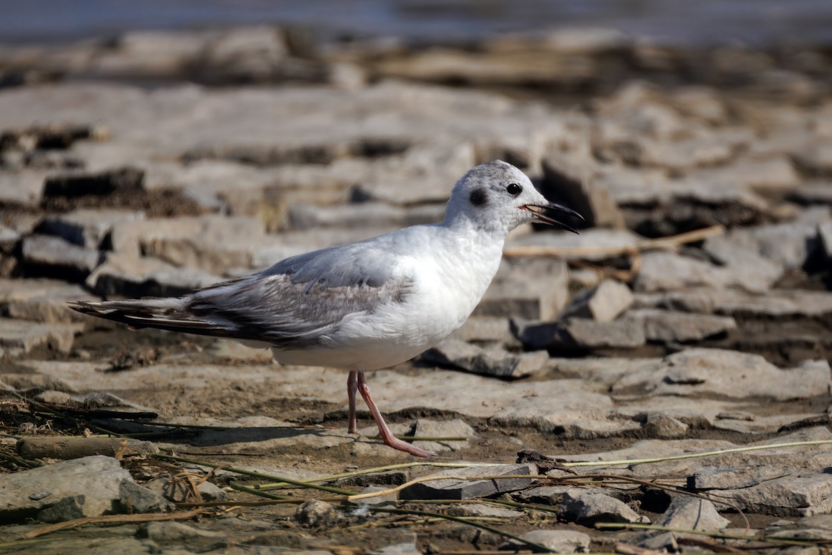 Bonaparte's Gull - ML638371706