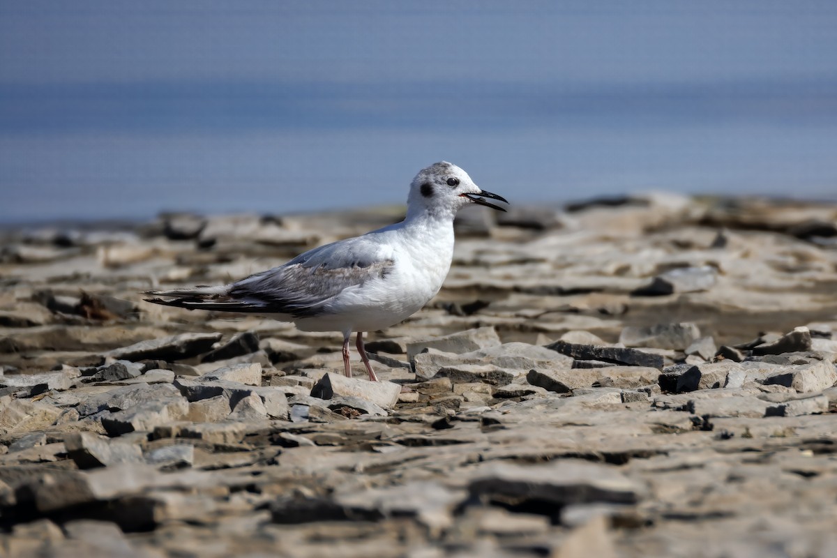 Bonaparte's Gull - ML638371707