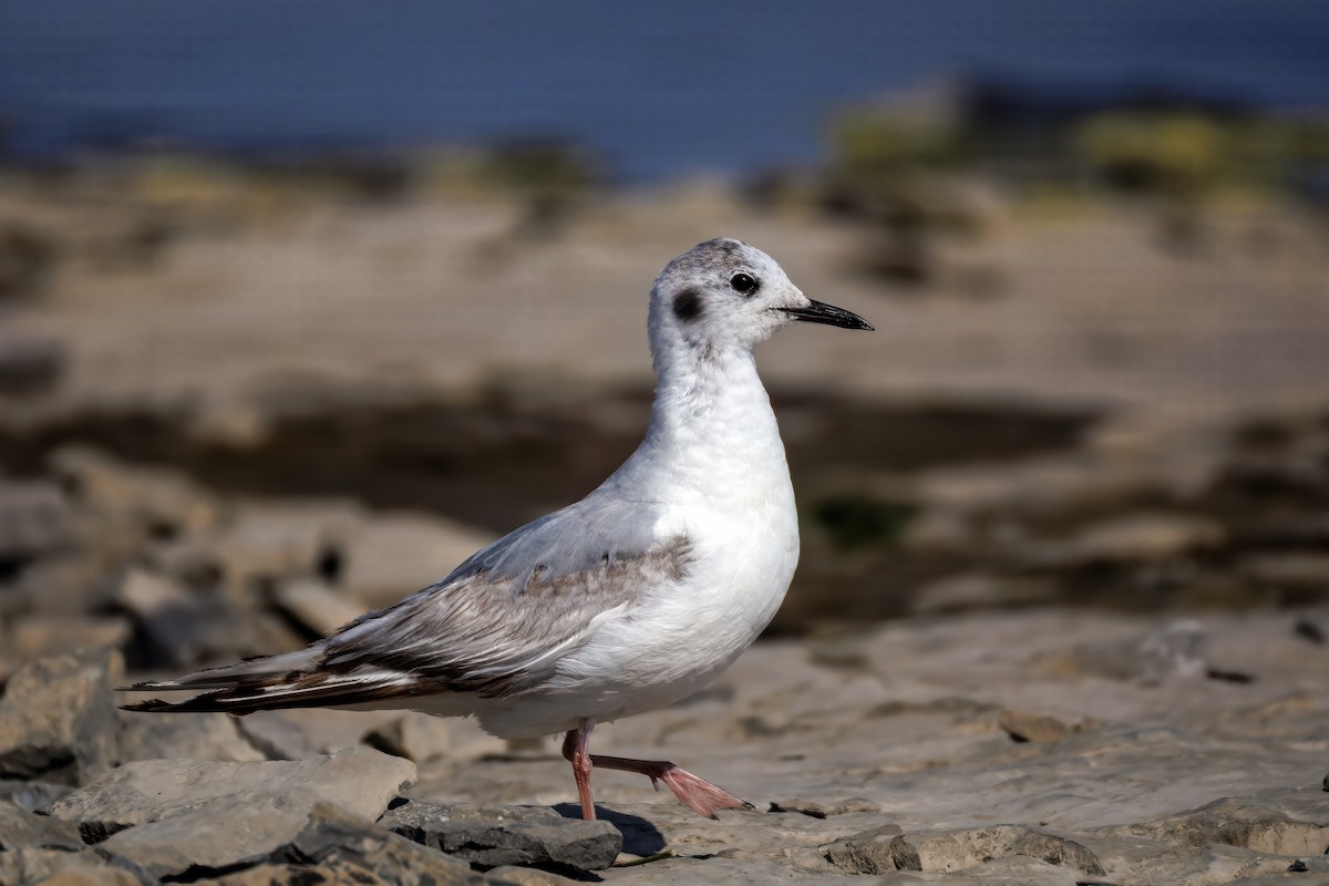 Bonaparte's Gull - ML638371708