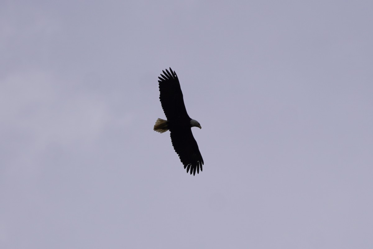Bald Eagle - ML638371713
