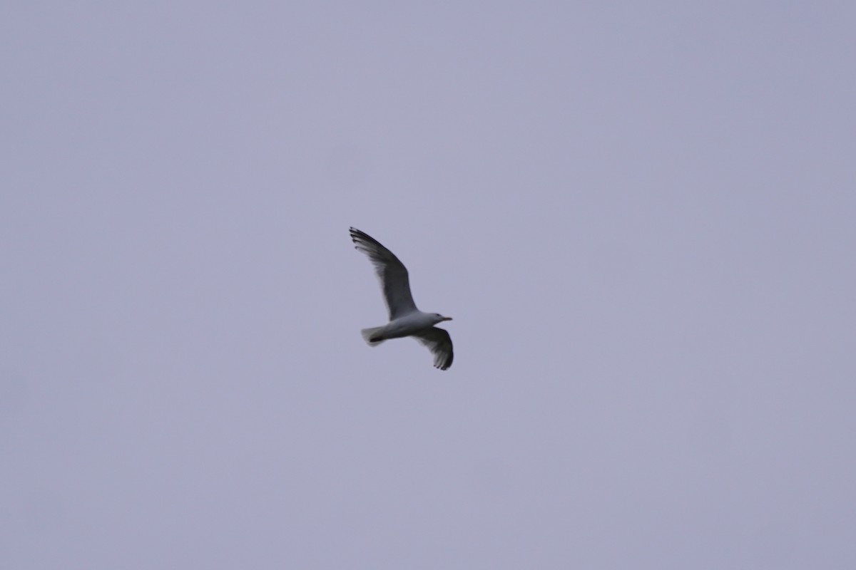 Short-billed Gull - ML638371715