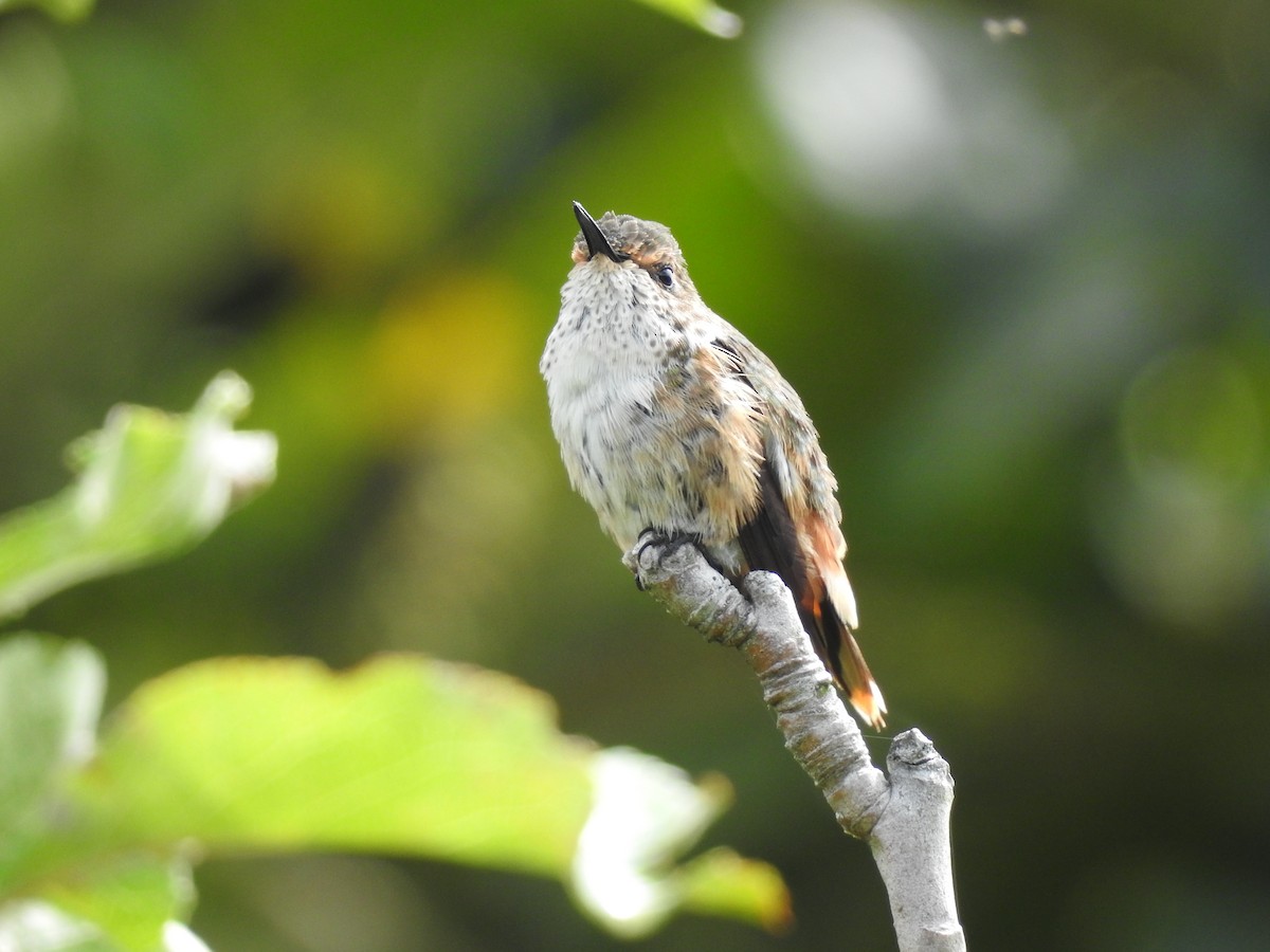 Scintillant Hummingbird - ML638371720