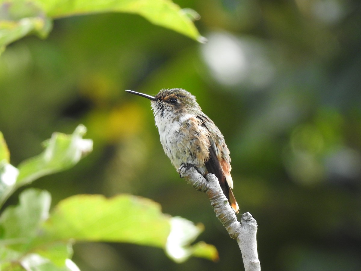 Scintillant Hummingbird - ML638371722