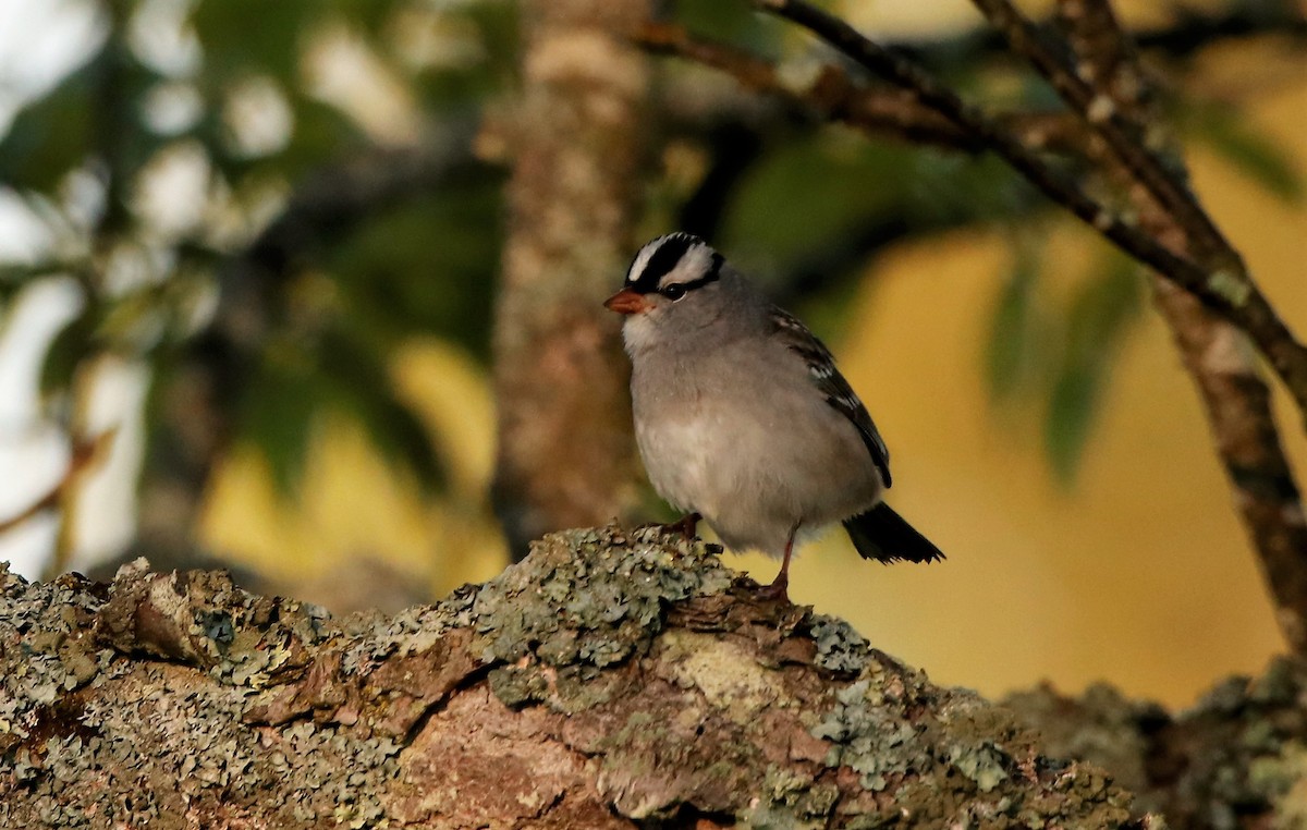 White-crowned Sparrow - ML638371729