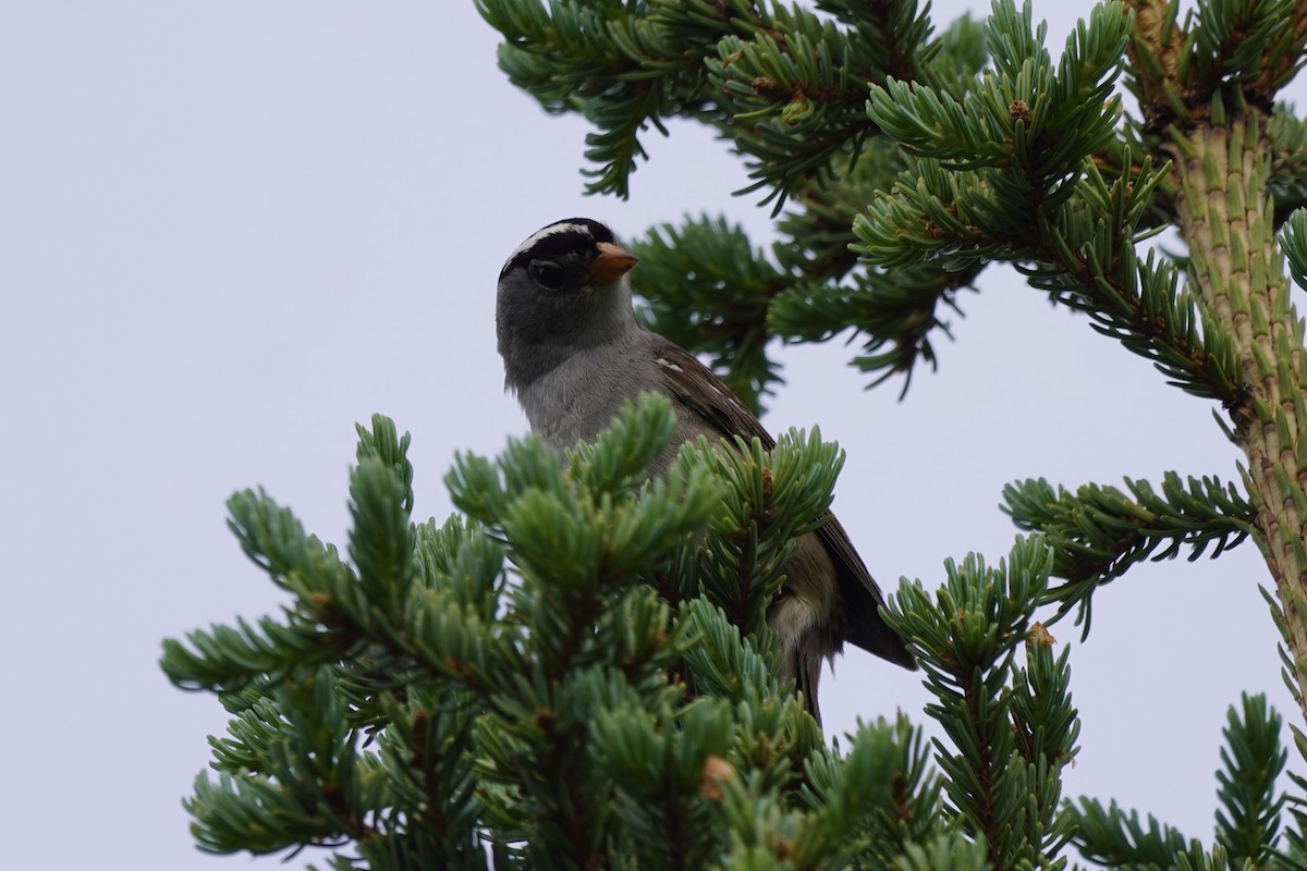 White-crowned Sparrow - ML638371731