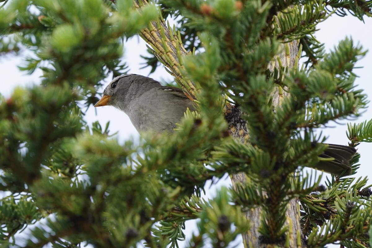 White-crowned Sparrow - ML638371732