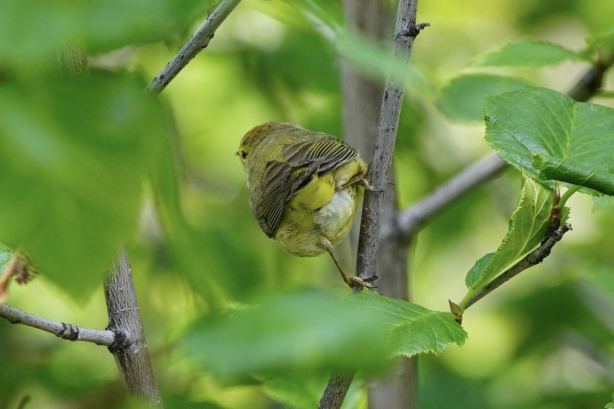 Orange-crowned Warbler - ML638371741