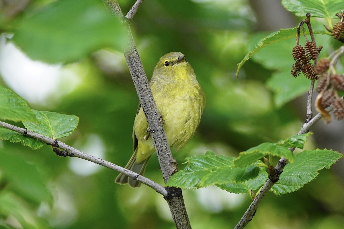 Orange-crowned Warbler - ML638371742