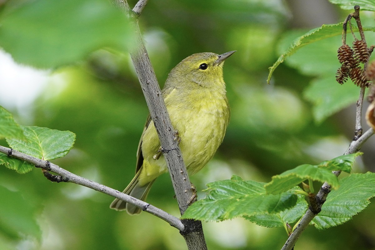 Orange-crowned Warbler - ML638371743