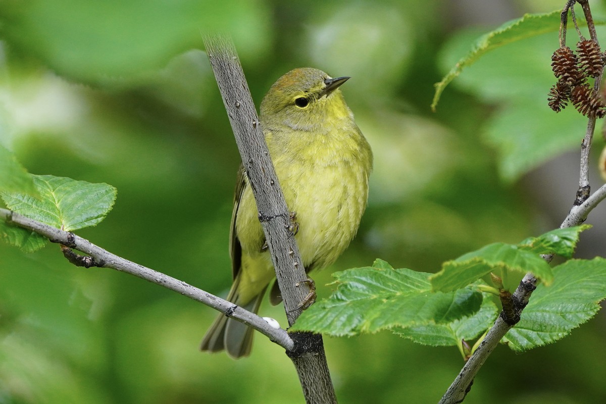 Orange-crowned Warbler - ML638371744