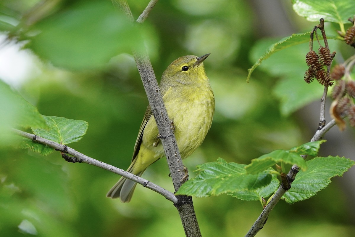 Orange-crowned Warbler - ML638371745