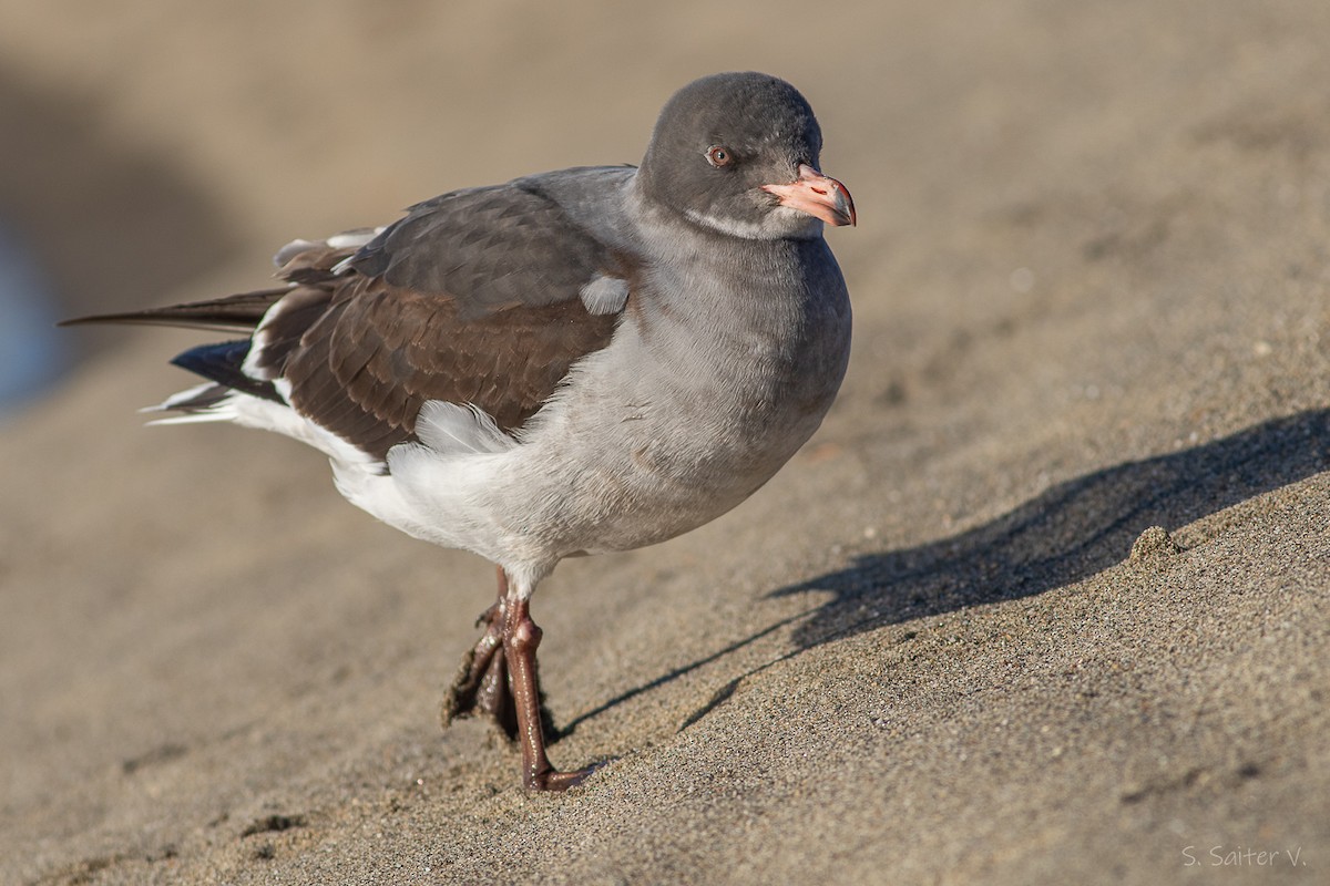 Dolphin Gull - ML638371746
