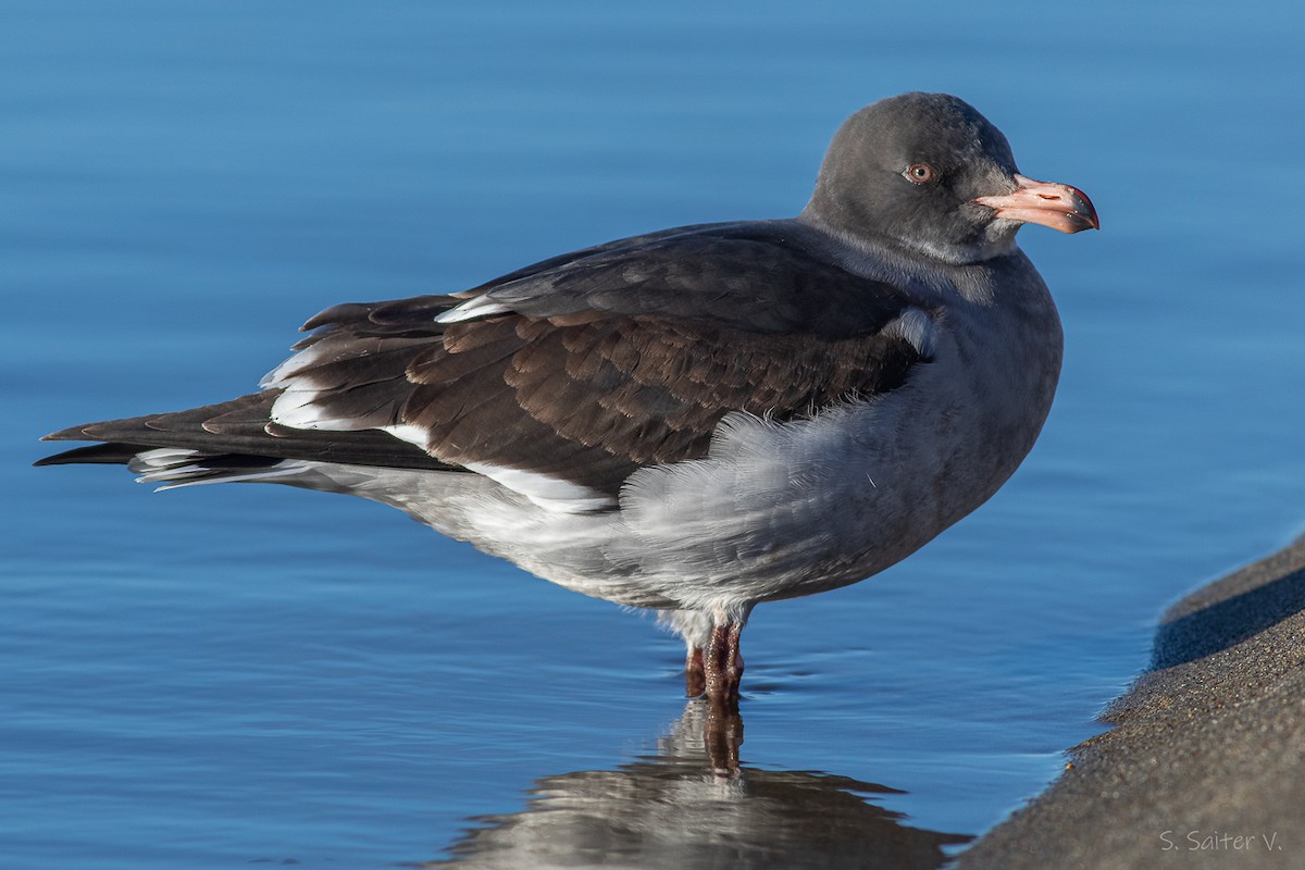 Dolphin Gull - ML638371747