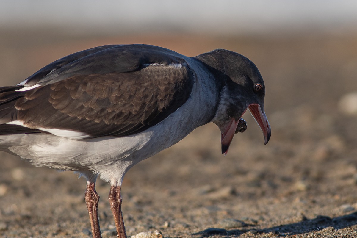 Dolphin Gull - ML638371748