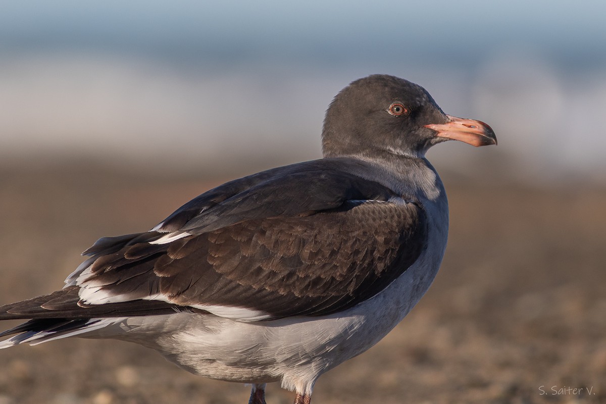 Dolphin Gull - ML638371749
