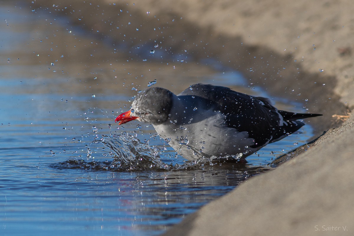 Dolphin Gull - ML638371751