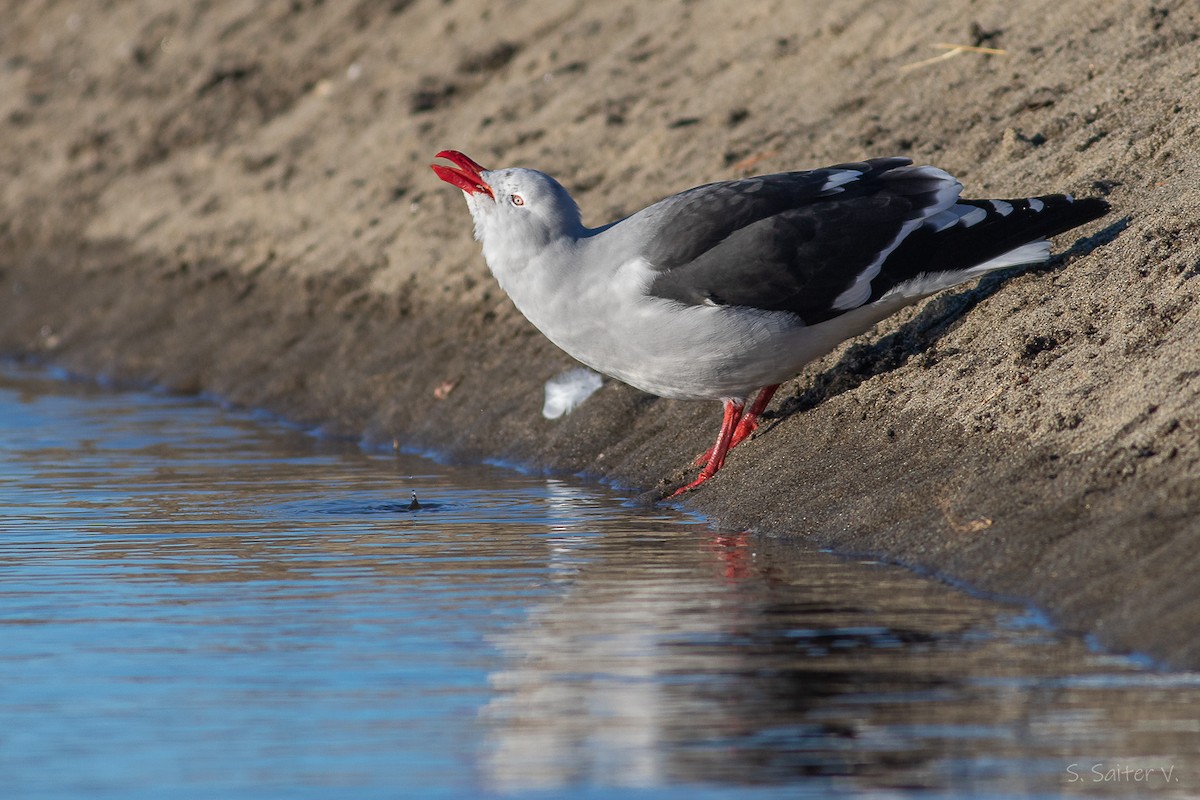 Dolphin Gull - ML638371752
