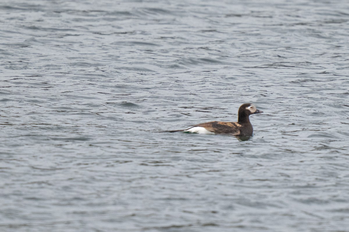Long-tailed Duck - ML638371764
