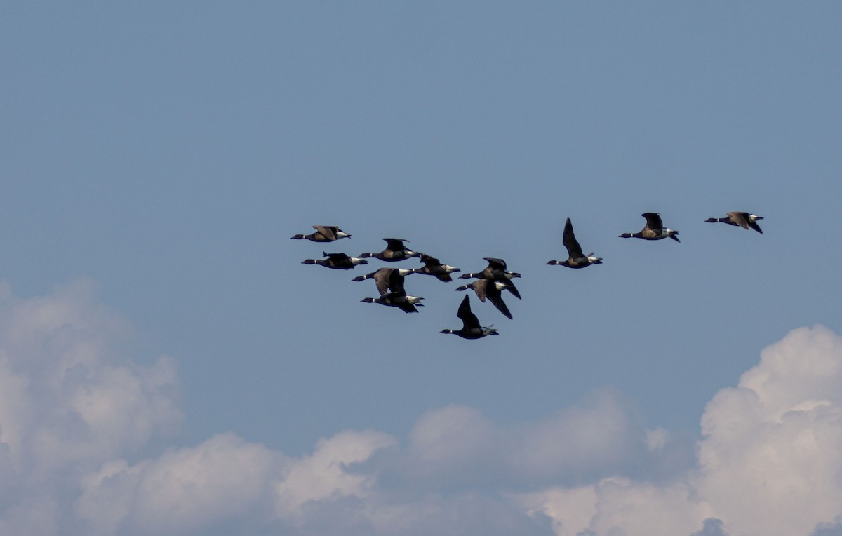 コクガン（nigricans） - ML638371767