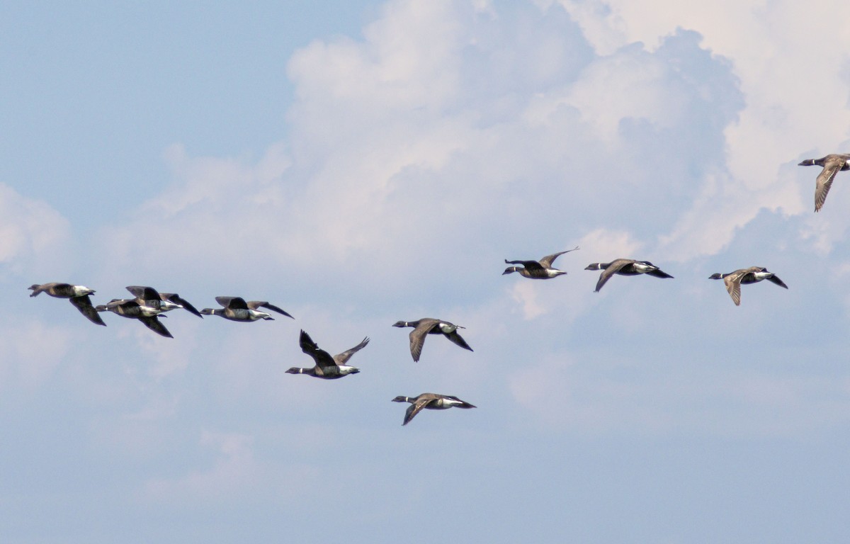 コクガン（nigricans） - ML638371768