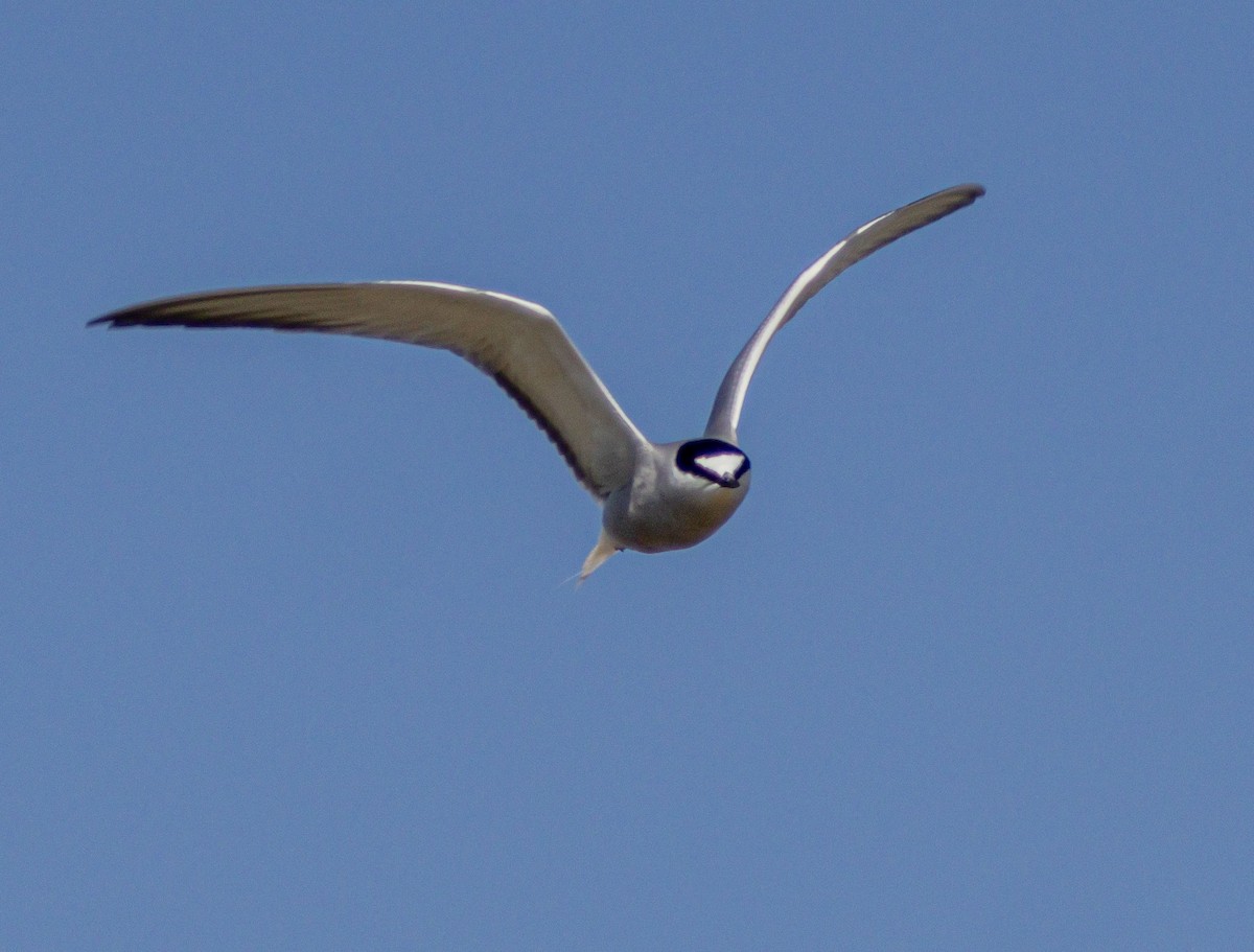 Aleutian Tern - ML638371790