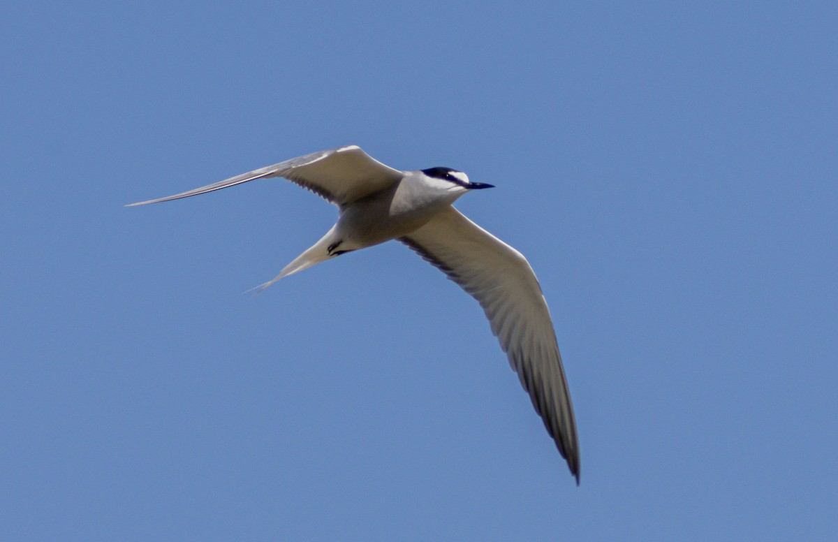 Aleutian Tern - ML638371791
