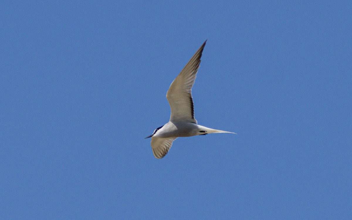 Aleutian Tern - ML638371792