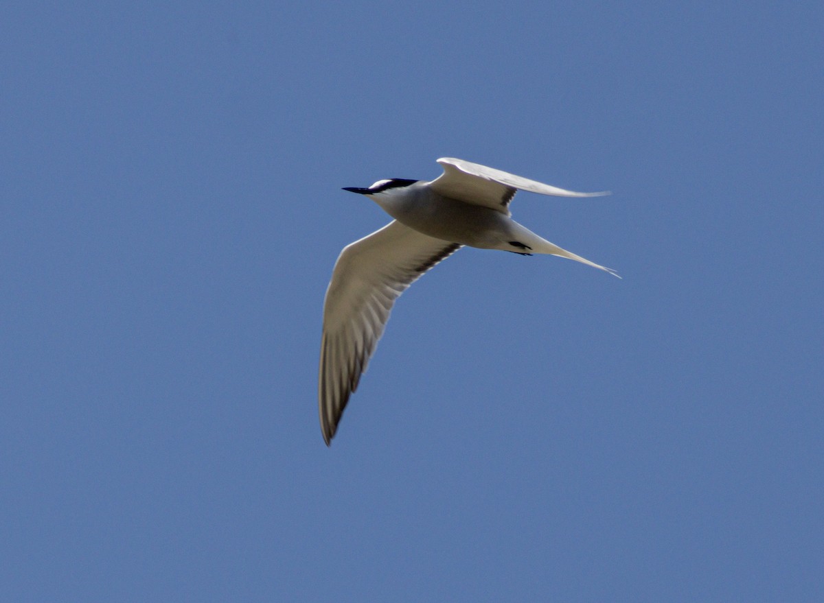 Aleutian Tern - ML638371793