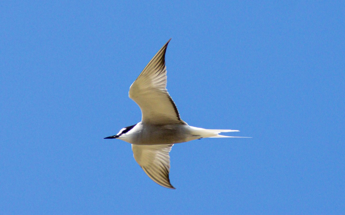 Aleutian Tern - ML638371794
