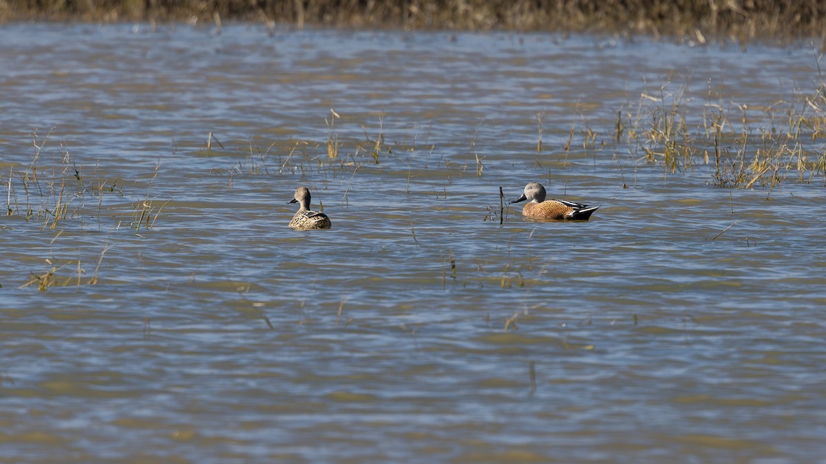 Red Shoveler - ML638371812