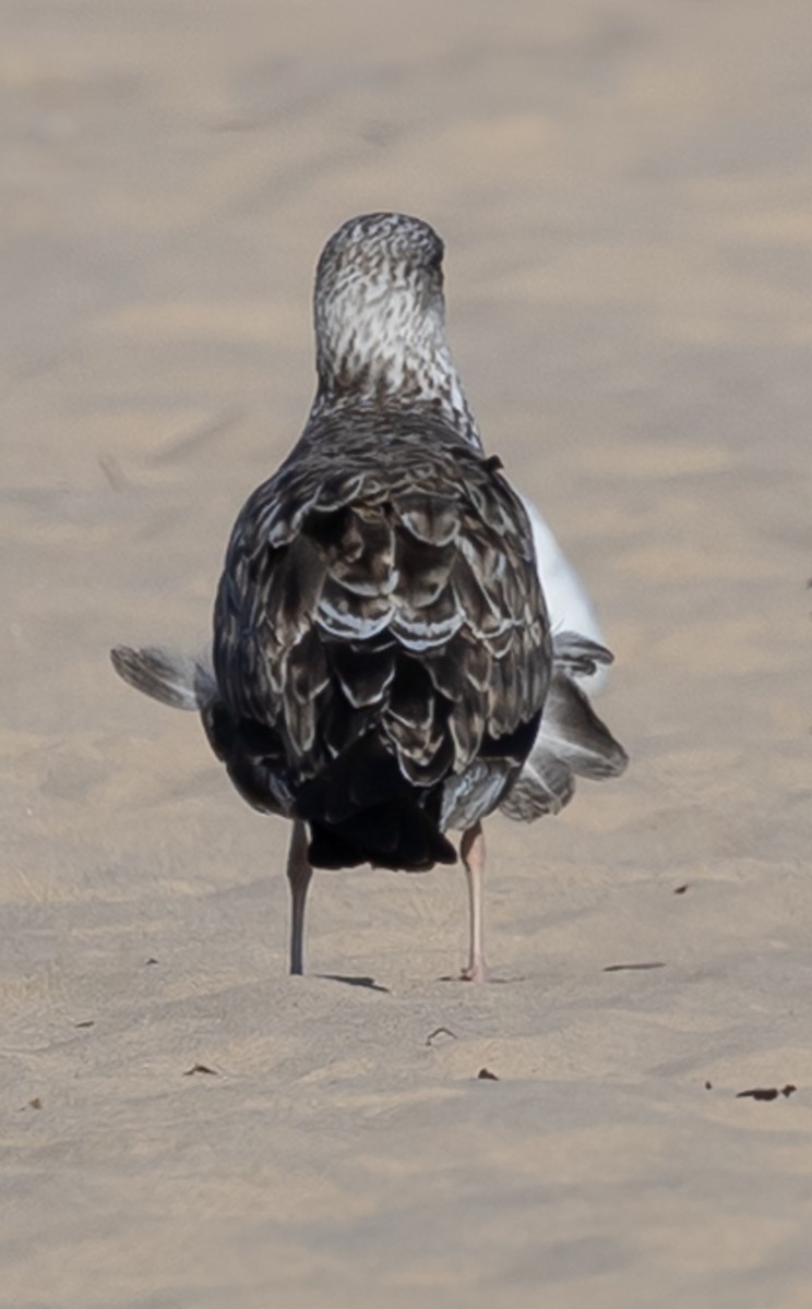 Lesser Black-backed Gull - ML638371820
